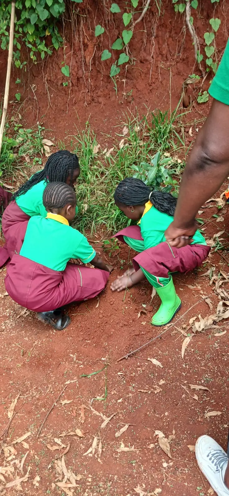 Students planting and caring for tree seedlings