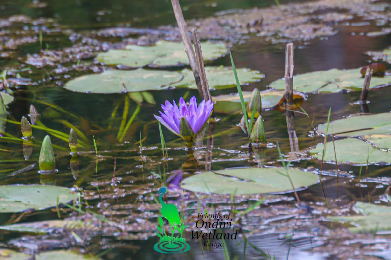 Flora of Ondiri Wetland