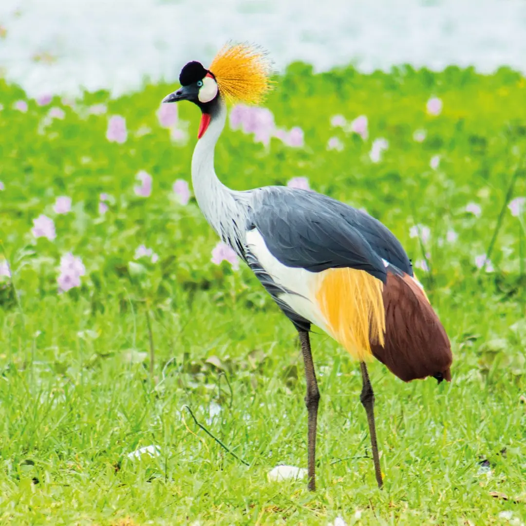 Birdwatching