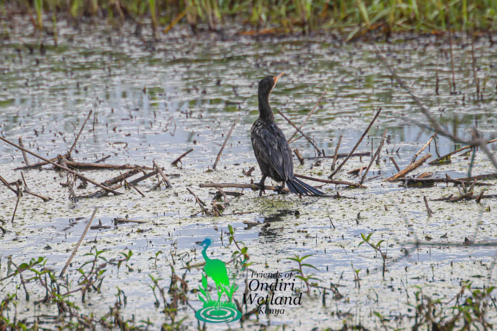 Restoring Degraded Ecosystems