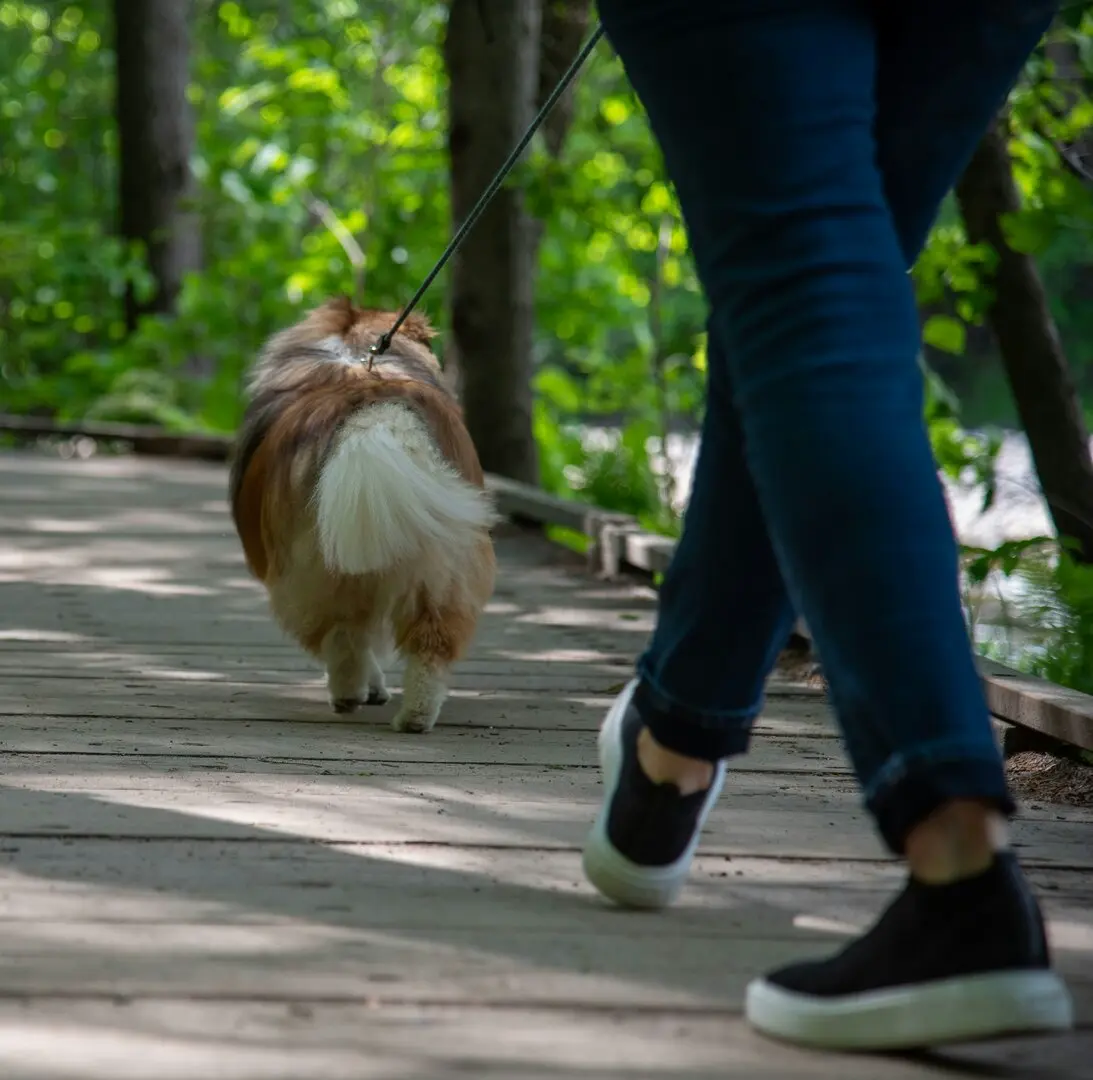 Dog Walk